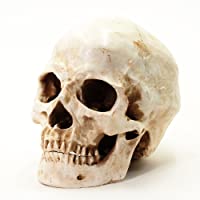 S24.5234 Cráneo humano- calavera- 2 piezas- de tamaño natural